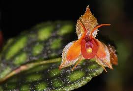 Lepanthes barbelifera