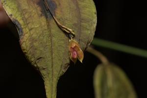 Lepanthes corrugata