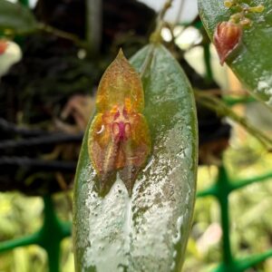 Lepanthes marthae