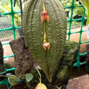 Lepanthes rhodophylla