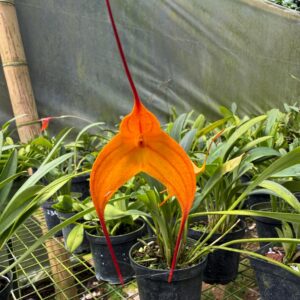 Masdevallia Cassiope