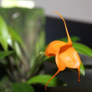 Masdevallia hirtzii