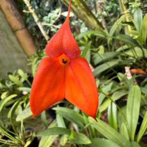 Masdevallia wellischii