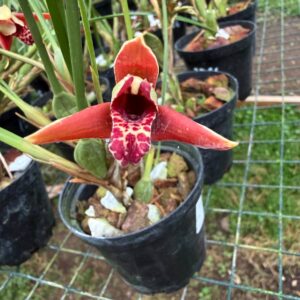 Maxillaria tenuifolia