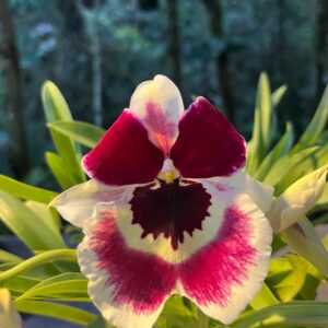 Miltoniopsis April Bay