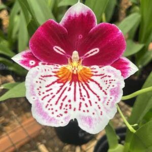 Miltoniopsis Breathless 'Brilliantina'