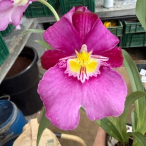 Miltoniopsis Steven Pagano