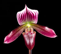 Paphiopedilum Cosmopolitan