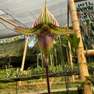 Paphiopedilum Petula
