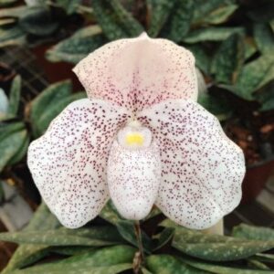 Paphiopedilum psyche