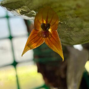 Lepanthes niesseniae