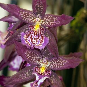 Beallara Marfitch "Howards Dream"