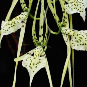 Brassia gireoudiana
