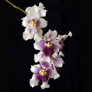 Cyrtochilum villenaorum