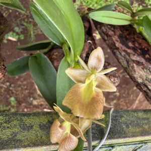 Epidendrum orbiculatum