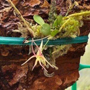 Lepanthes calimae