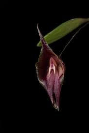 Lepanthes cymbium