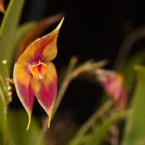 Lepanthes discolor
