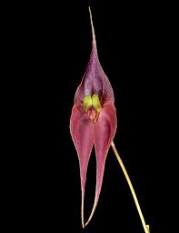 Lepanthes peruviana