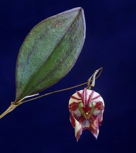Lepanthes ribes