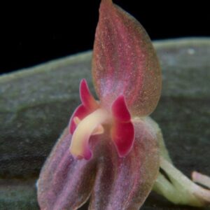 Lepanthes yubarta