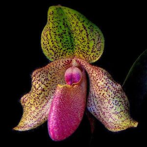 Paphiopedilum Charles Sladden