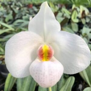 Paphiopedilum Winter Pearl