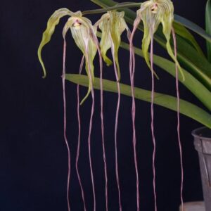Phragmipedium lindenii