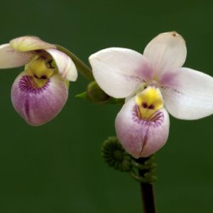 Phragmipedium schlimii