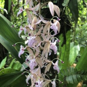 Polycycnis barbata