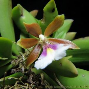 Trichocentrum albococcineum